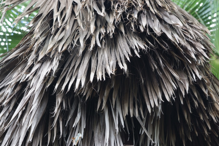 워싱턴야자 - Washington palm, California Fan Palm, Washingtonia filifera