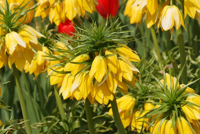 프리틸라리아 - Crown Imperial, Fritillaria imperialis