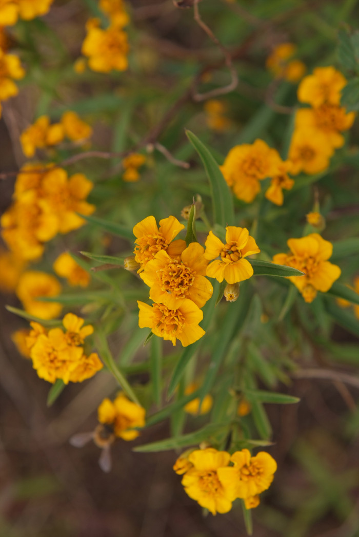메리골드 - Marigolds, Tagetes spp.