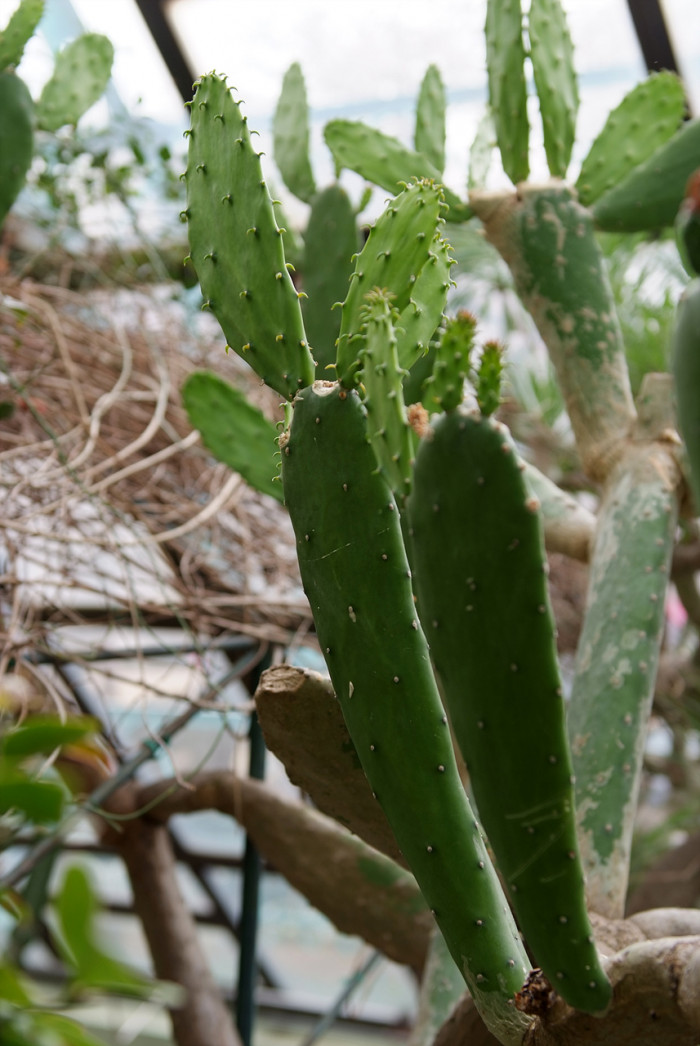 보검