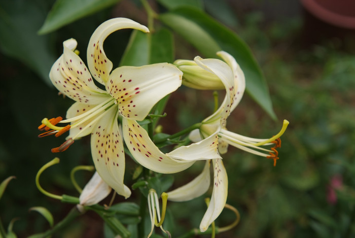 백합 - Lily, Lilium longiflorum Thunb.