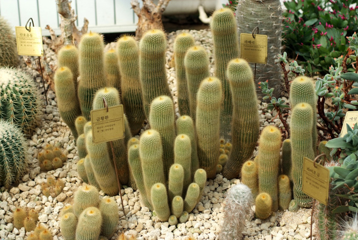 금황환 - Notocactus leninghausii, Eriocactus leninghausii Backeb