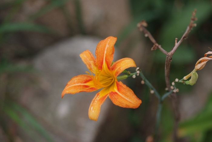 원추리 - Hemerocallis fulva