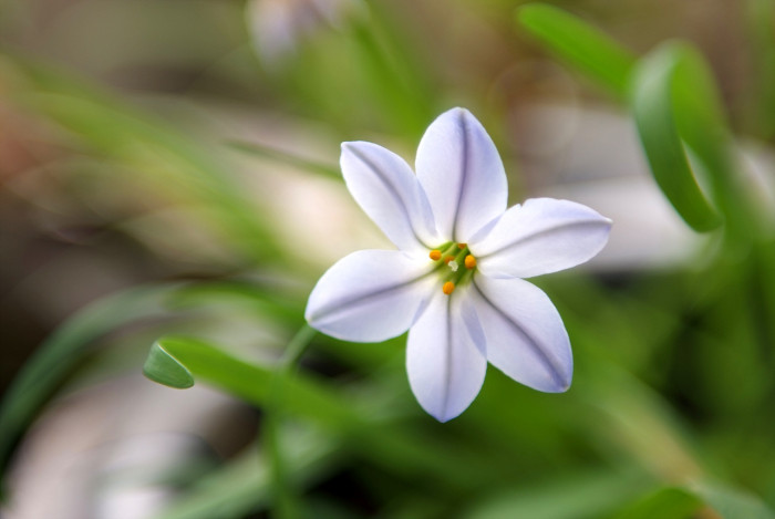 향기별꽃 - starflower, spring starflower, Ipheion uniflorum
