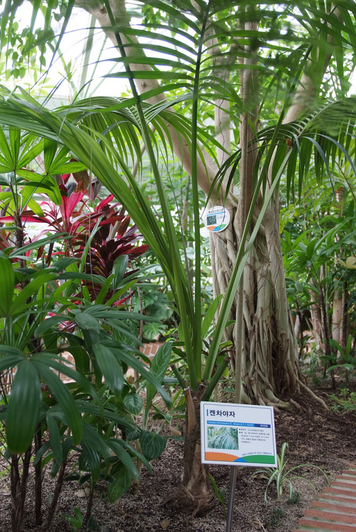 켄차야자 - Kentia palm, Howea Forsterana