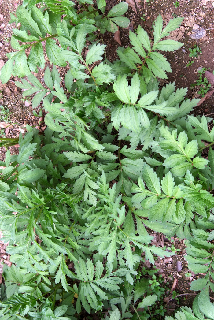 산비장이 - Mountain coronate sawwort, Serratula coronata var.insularis