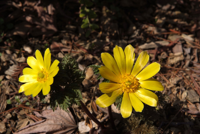 복수초 - Adonis amurensis