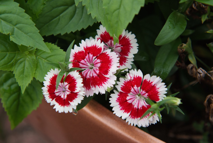패랭이꽃 - Dianthus chinensis L. var. chinensis, Dianthus chinensis L. var. chinensis