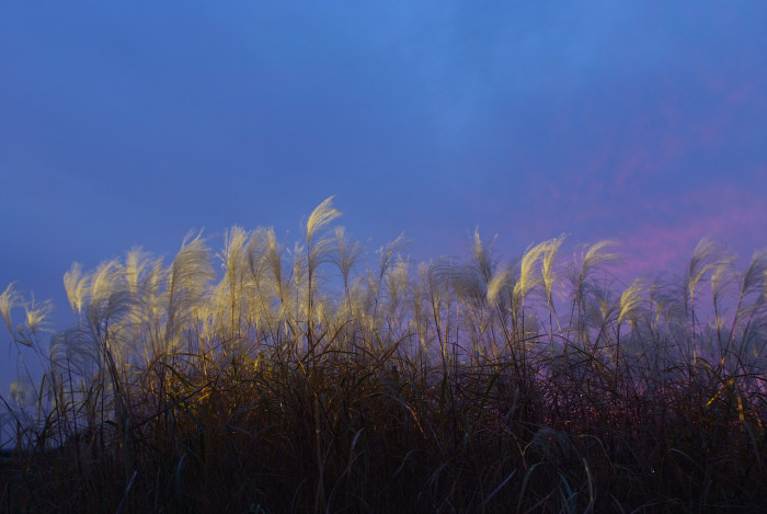 억새 - peder, Miscanthus sinensis var. purpurascens (Andersson) Rendle