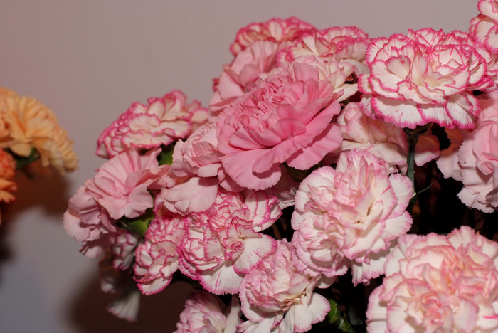 카네이션 - Bernard, Dianthus caryophyllus L.