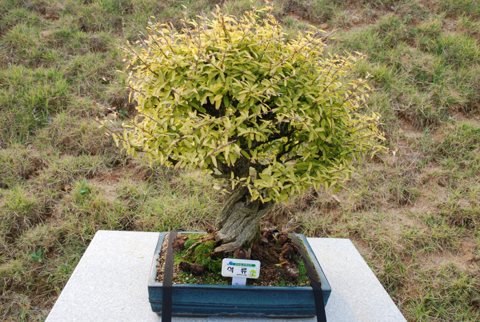 석류나무 - Punica granatum L.