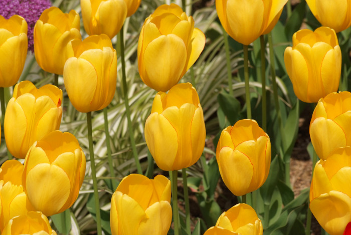 튤립 - Tulip, Tulipa gesneriana