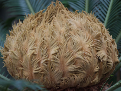 소철 사진 - Cycas revoluta Thunb. Photos