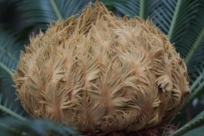 소철 - Cycas revoluta Thunb.