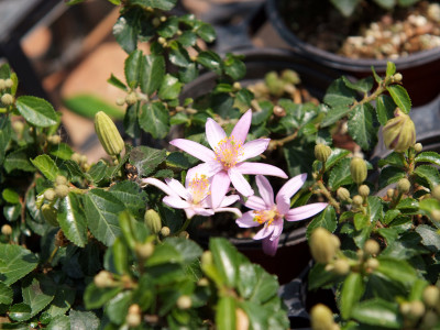 수련목 사진 - Grewia occidentalis Photos