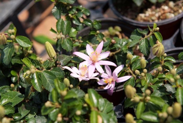 수련목 - Lavender Starflower, crossberry, Grewia occidentalis