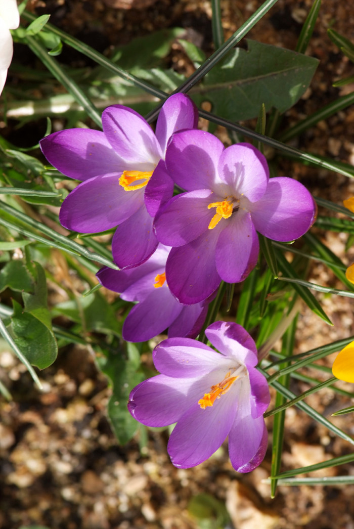 크로커스 - Crocus, Crocus spp.