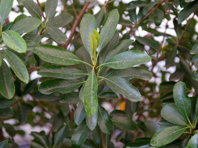 다정큼나무 사진 - Rhaphiolepis indica (L.) Lindl. var. umbellata (Thunb.) Ohashi Photos