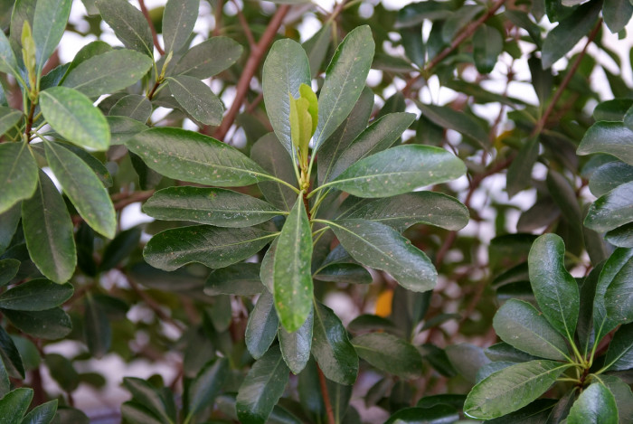 다정큼나무 - Rhaphiolepis indica (L.) Lindl. var. umbellata (Thunb.) Ohashi