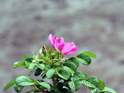 해당화 사진 - Rosa rugosa Photos