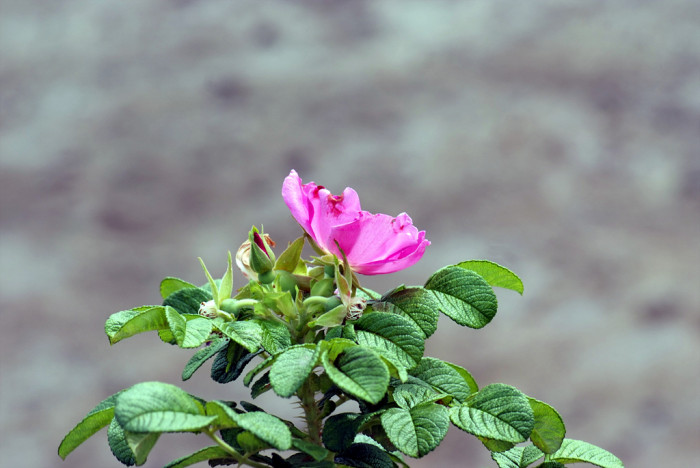 해당화 - 4ㅅ3ㅅ, Rosa rugosa