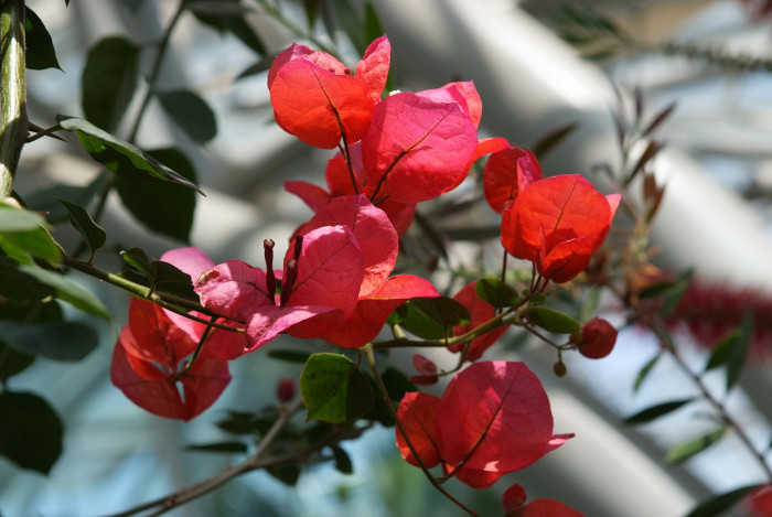 부겐베리아 - paper flower, Bougainvillea glabra