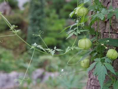 풍선덩굴 사진 - Cardiospermum halicacabum L. Photos