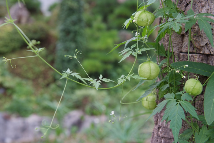 풍선덩굴 - Balloon vine, Cardiospermum halicacabum L.