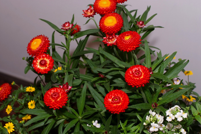 밀짚꽃 - straw flower, Helichrysum bracteatum