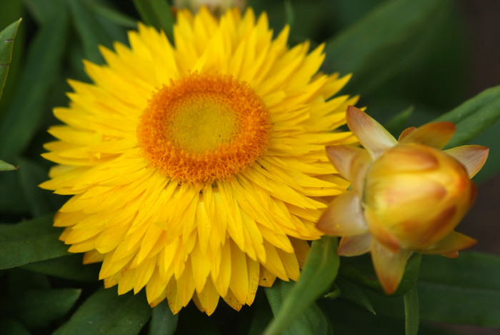 밀짚꽃 - straw flower, Helichrysum bracteatum