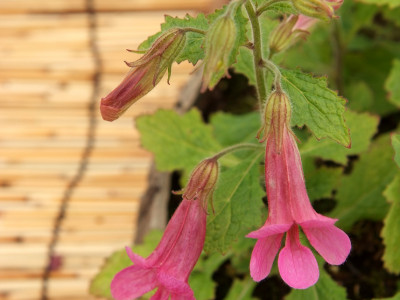 지황 사진 - Rehmannia glutinosa (Gaertn.) Libosch. ex Steud. Photos