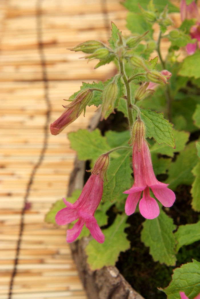 지황 - Rehmannia glutinosa (Gaertn.) Libosch. ex Steud.
