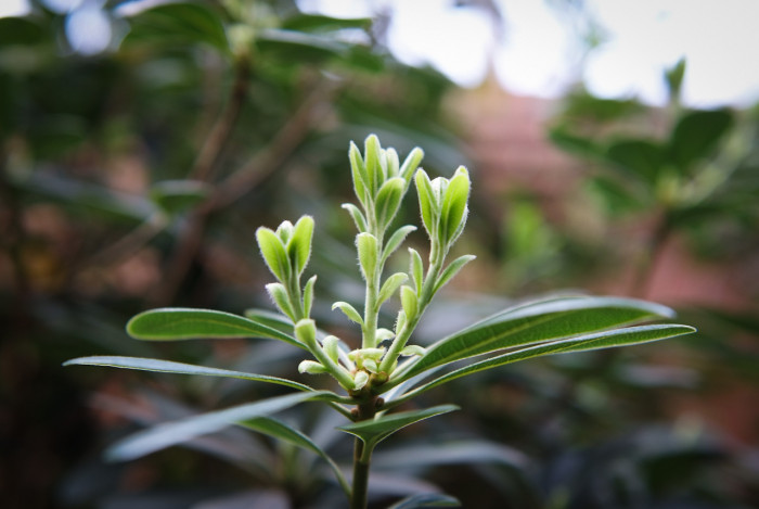 후박나무 - Machilus thunbergii