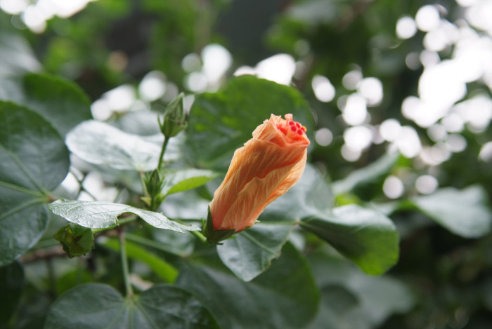 하와이무궁화 - hawaiian hibiscus, Hibiscus rosa-sinesis L.