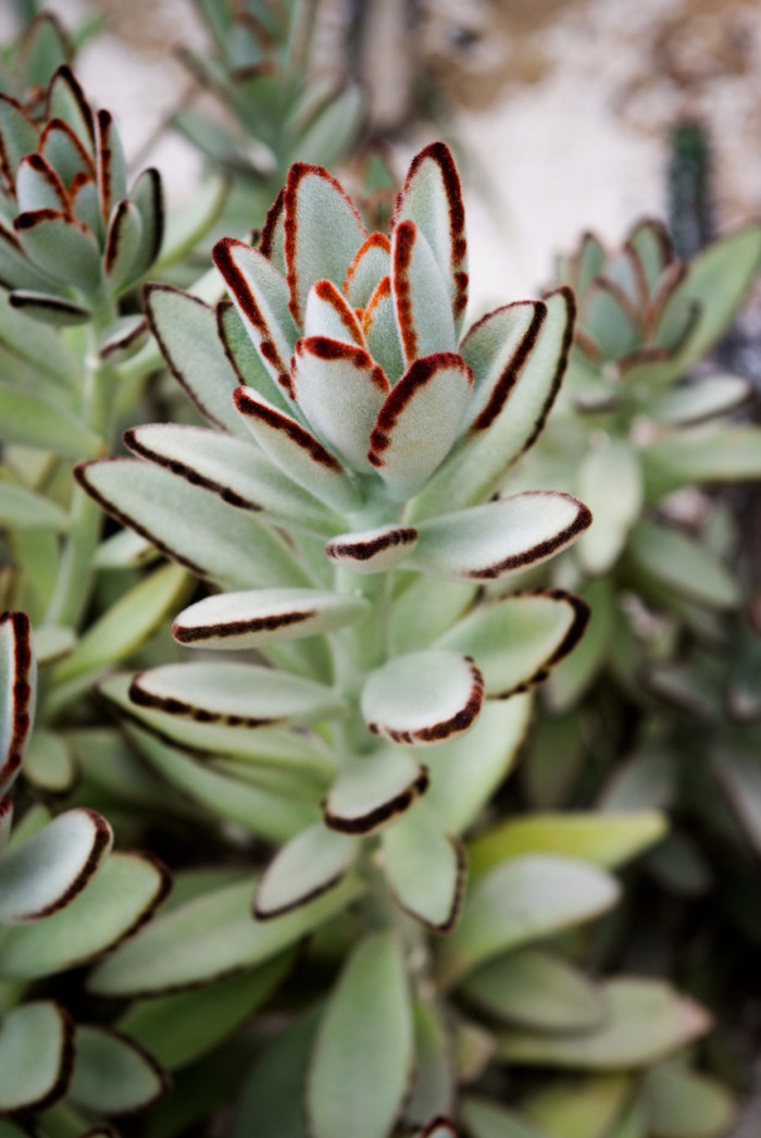 월토이 - panda plant, pussy ears, Kalanchoe &#034; tomentosa&#034;