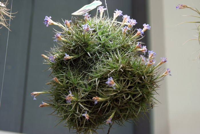 틸란디시아 - Tillandsia bergeri