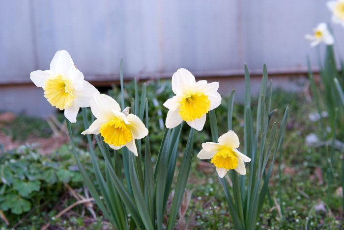 수선화 - daffodil, Narcissus tazetta var. chinensis