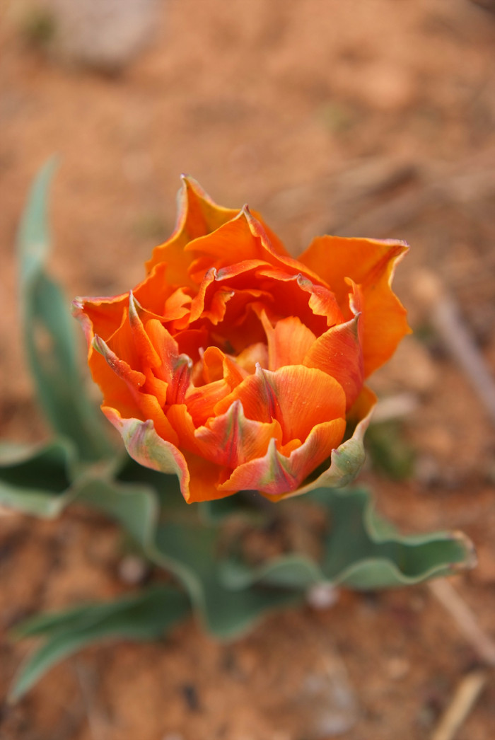 튤립 - Tulip, Tulipa gesneriana