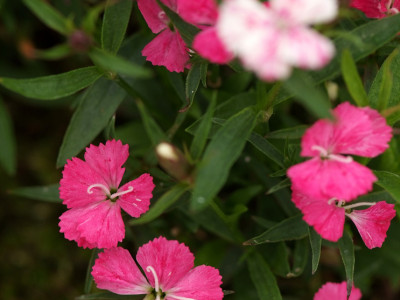 오색패랭이 사진 - Dianthus deltoides Photos