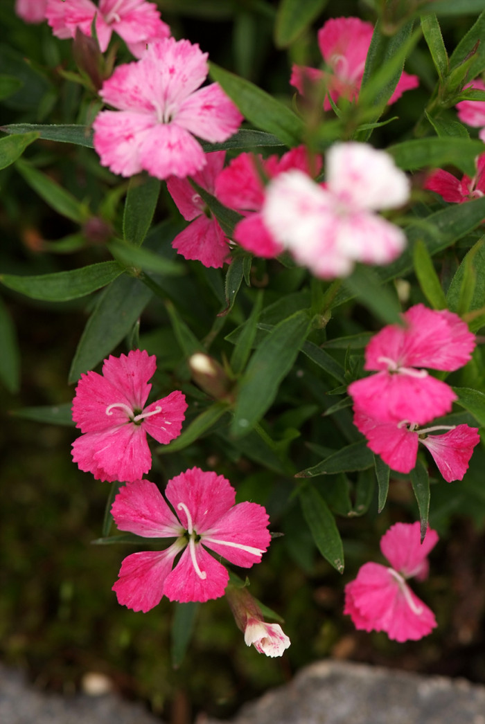 오색패랭이 - Dianthus deltoides