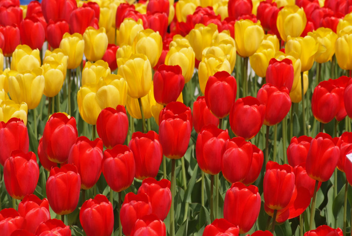 튤립 - Tulip, Tulipa gesneriana