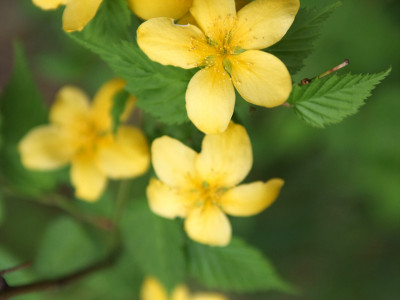 황매화 사진 - Kerria japonica Photos