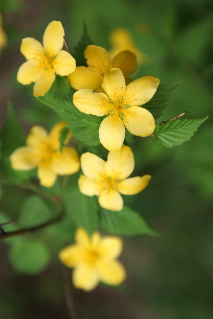 황매화 - Japanese Kerria, Kerria, Kerria japonica