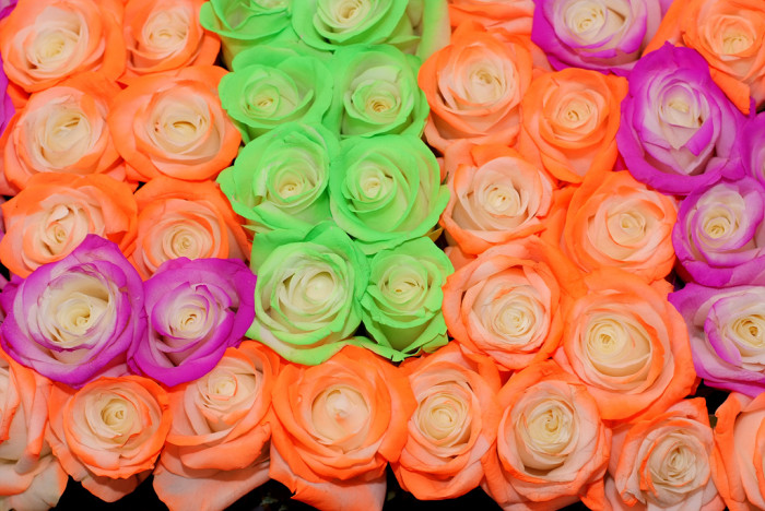 장미 - Rose, Rosa hybrida