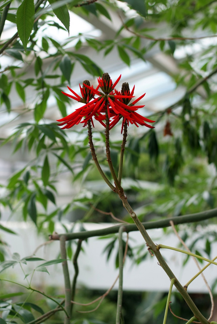 인도산호나무 - Erythrina variegata
