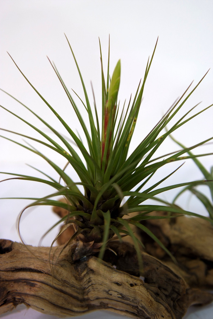 틸란디시아 - Tillandsia bergeri