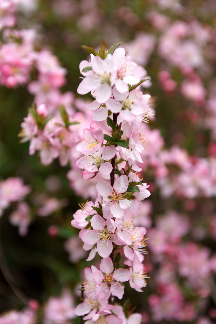메이폴 - Crabapple, Malus pumila var. Maypole