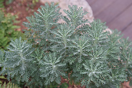 유니호프 - Euryops pectinatus