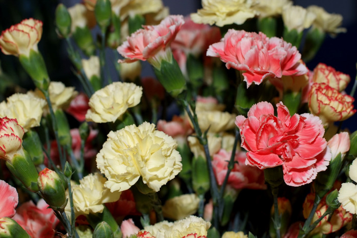 카네이션 - Bernard, Dianthus caryophyllus L.