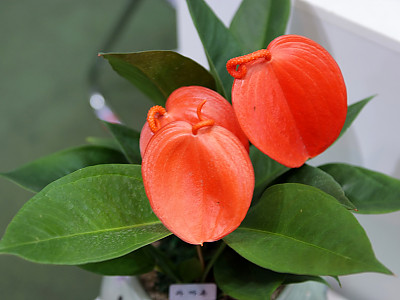 안수리움 사진 - Anthurium andraeanum Photos
